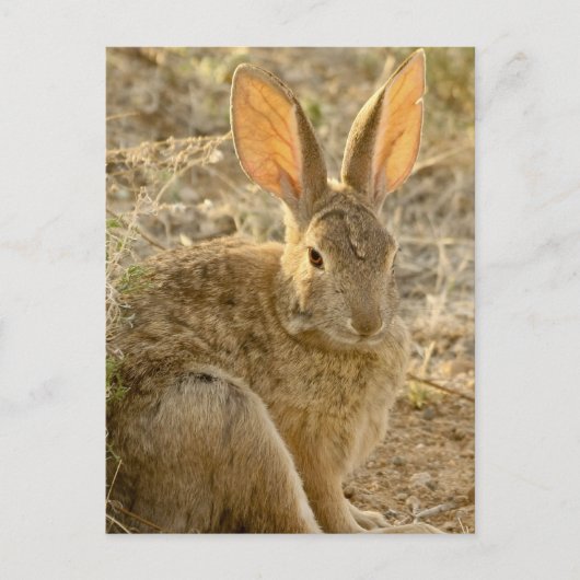 Carte Postale Lapin de Cottontail du désert (Devant)