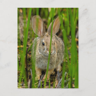 Carte Postale Lapin de Cottontail du désert