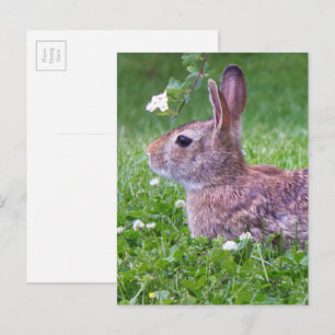 Carte Postale Lapin de Pâques dans l'herbe Photographie d'animau
