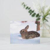Carte Postale Lapin d'hiver (Debout devant)