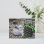 Carte Postale Lapin doux, lapin de bébé qui mange :) (Debout devant)