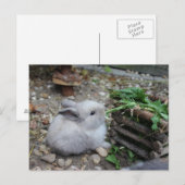 Carte Postale Lapin doux, lapin de bébé qui mange :) (Devant / Derrière)