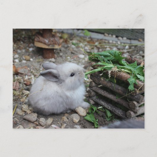 Carte Postale Lapin doux, lapin de bébé qui mange :) (Devant)