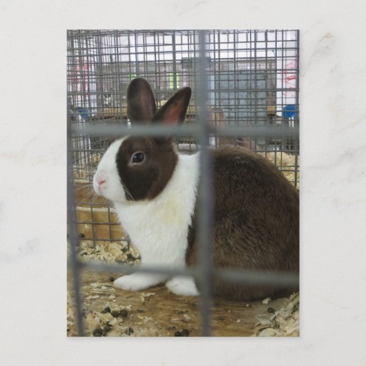 Carte Postale Lapin en cage (Devant)