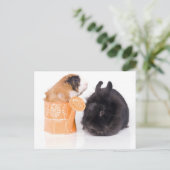 Carte Postale lapin et cobaye (Debout devant)