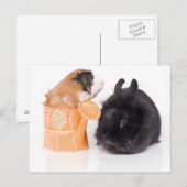Carte Postale lapin et cobaye (Devant / Derrière)