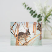 Carte Postale Lapin extérieur (Debout devant)