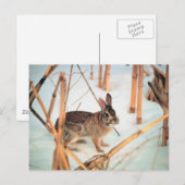 Carte Postale Lapin extérieur (Devant / Derrière)