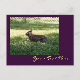 Carte postale Lapin Lapin