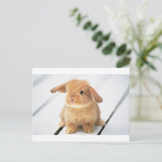 Carte Postale Lapin Lapin (Debout devant)