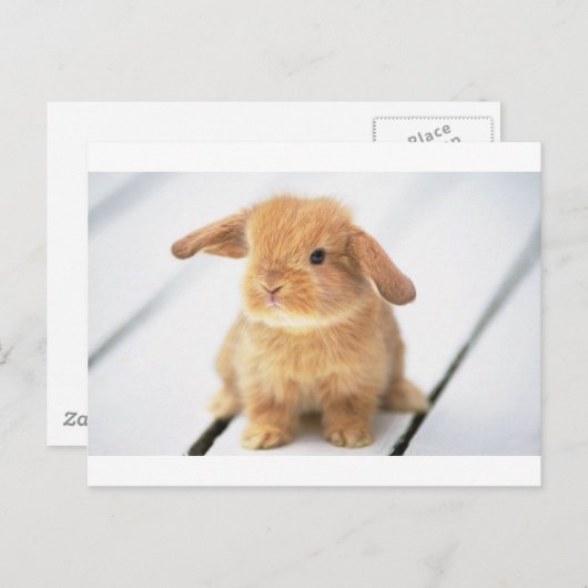 Carte Postale Lapin Lapin (Devant / Derrière)