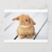 Carte Postale Lapin Lapin (Devant)