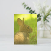 Carte postale Lapin Lapin (Debout devant)