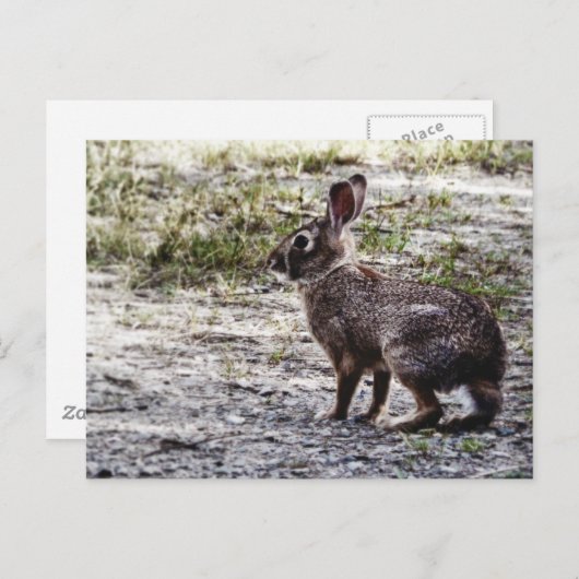 Carte Postale Lapin lapin dans la nature (Devant / Derrière)