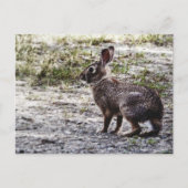 Carte Postale Lapin lapin dans la nature (Devant)