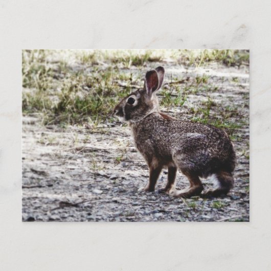 Carte Postale Lapin lapin dans la nature (Devant)