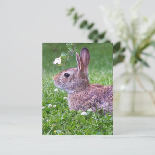 Carte Postale Lapin lapin dans la photographie d'animaux d'herbe (Debout devant)