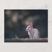 Carte Postale Lapin Lapin Nature Photo (Devant)