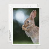 Carte Postale Lapin Lapin Nature Photo (Devant / Derrière)