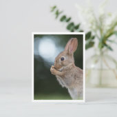 Carte Postale Lapin Lapin Nature Photo (Debout devant)