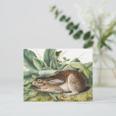 Carte Postale Lapin lièvre à queue noire (Lepus negricaudatus) (Debout devant)