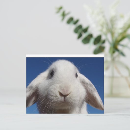 Carte postale Lapin Lop Blanc (Debout devant)