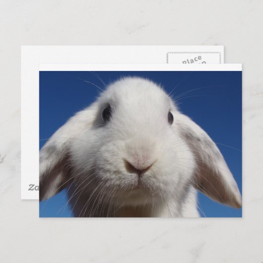 Carte postale Lapin Lop Blanc (Devant / Derrière)