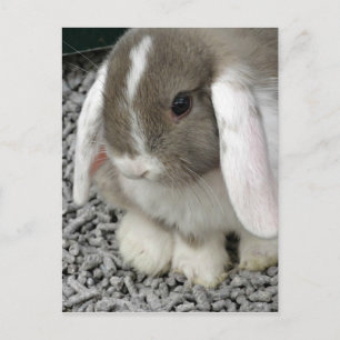 carte postale lapin lop mignon