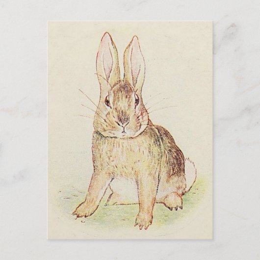 Carte Postale Lapin magnifique (Devant)