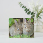 Carte Postale Lapin mignon animal paix amour destinée (Debout devant)