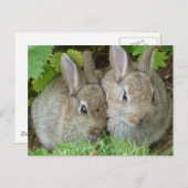 Carte Postale Lapin mignon animal paix amour destinée (Devant / Derrière)