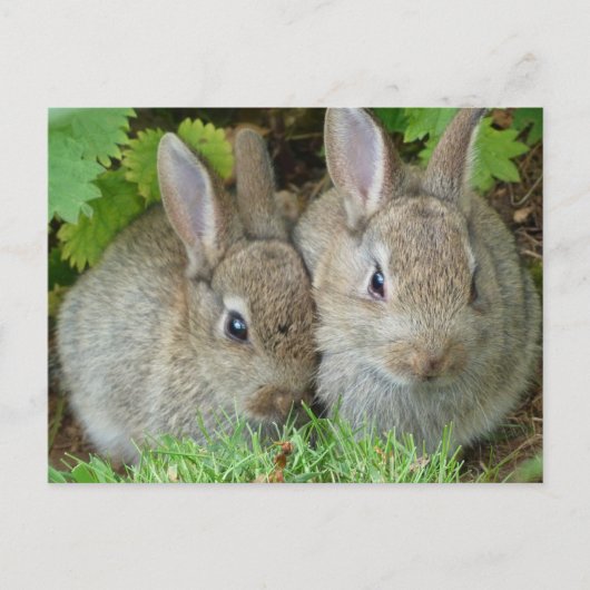 Carte Postale Lapin mignon animal paix amour destinée (Devant)