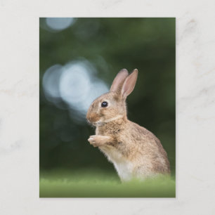 Carte Postale Lapin Mignon Photo de Nature