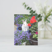Carte Postale Lapin mis en pot (Debout devant)