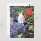 Carte Postale Lapin mis en pot (Devant / Derrière)