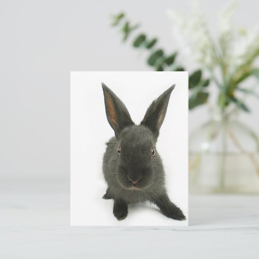 Carte Postale lapin noir (Debout devant)