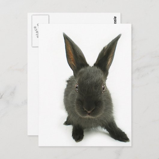 Carte Postale lapin noir (Devant / Derrière)