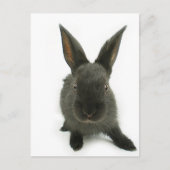 Carte Postale lapin noir (Devant)