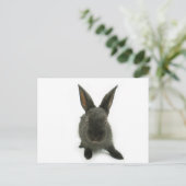 Carte Postale lapin noir (Debout devant)