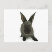 Carte Postale lapin noir (Devant)