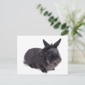 Carte Postale lapin noir (Debout devant)