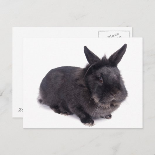 Carte Postale lapin noir (Devant / Derrière)