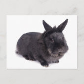 Carte Postale lapin noir (Devant)