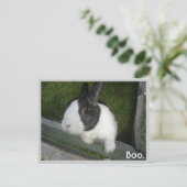 Carte Postale Lapin noir et blanc (Debout devant)