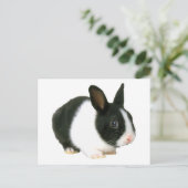 Carte Postale Lapin noir et blanc (Debout devant)