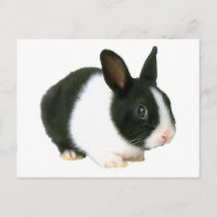 Lapin noir et blanc