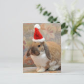 Carte Postale Lapin ou lapin nain (Debout devant)