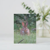 Carte Postale Lapin Park (Debout devant)