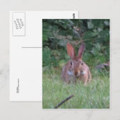 Carte Postale Lapin Park (Devant / Derrière)