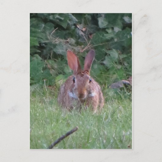Carte Postale Lapin Park (Devant)